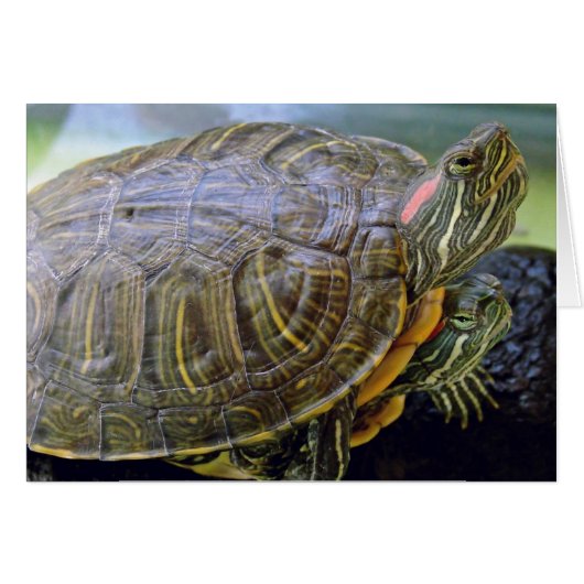 Red Eared Sliders toutes les cartes de voeux de l' (Devant horizontal)