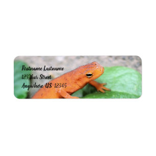 Red Eft Oranje Salamander Natuur #2 Adres Etiket