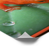 Red Eft Poster (Hoek)