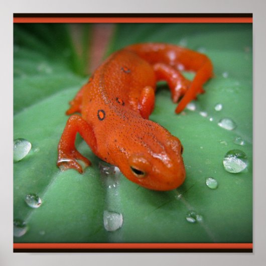 Red Eft Poster (Voorkant)