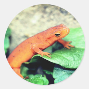 Red Eft Salamander Natuur Ronde Sticker