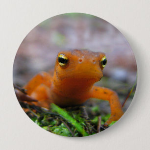 Red Eft Salamander Newt Natuur Button