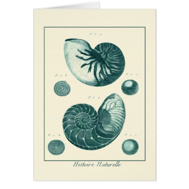 Red en Green Seashell Art (Voorkant)