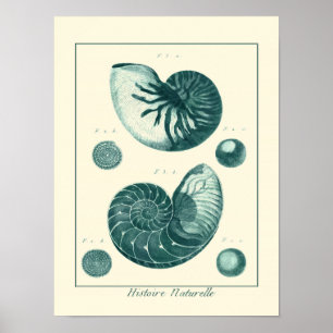 Red en Green Seashell Art Poster