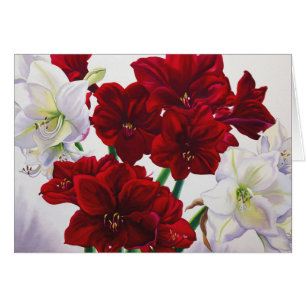Red en White Amaryllis 2008