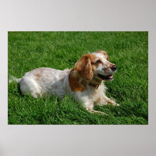 Red English Cocker Spaniel Poster (Voorkant)