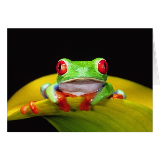 Red Eye Treefrog, Agalychinis callidryas, Native (Voorkant Horizontaal)