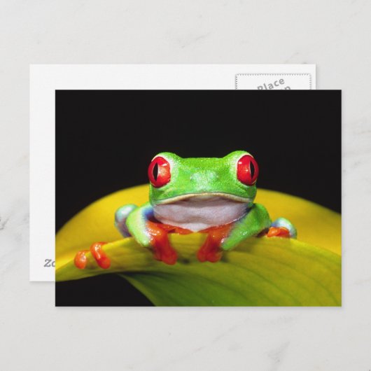 Red Eye Treefrog, Agalychinis callidryas, Native Briefkaart (Voorkant / Achterkant)
