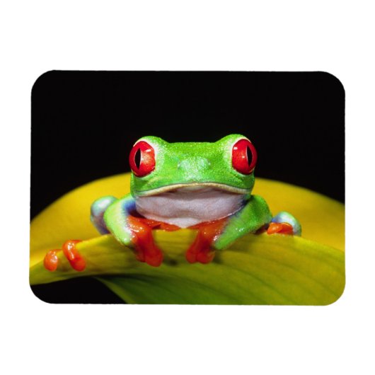 Red Eye Treefrog, Agalychinis callidryas, Native Magneet (Horizontaal)
