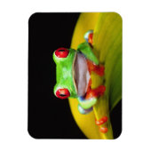 Red Eye Treefrog, Agalychinis callidryas, Native Magneet (Verticaal)
