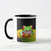 Red Eye Treefrog, Agalychinis callidryas, Native Mok (Links)