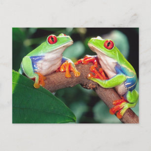 Red Eye Treefrog Pair, Agalychinis callidryas Briefkaart