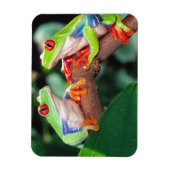 Red Eye Treefrog Pair, Agalychinis callidryas Magneet (Verticaal)