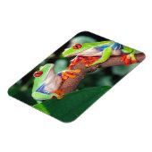 Red Eye Treefrog Pair, Agalychinis callidryas Magneet (Linkerzijde)