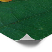 Red Eye Treefrog Pair, Agalychinis callidryas Poster (Hoek)