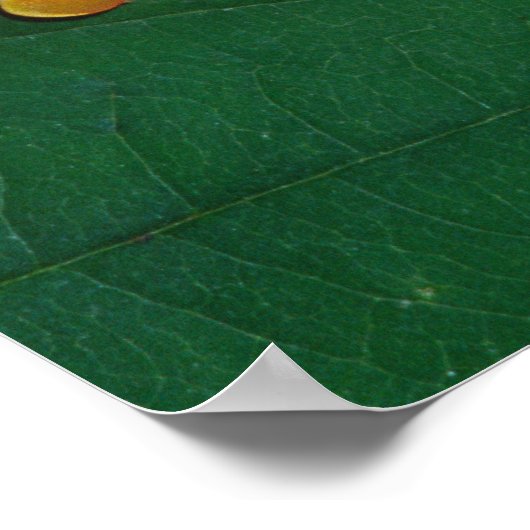 Red Eye Treefrog Pair, Agalychinis callidryas Poster (Hoek)