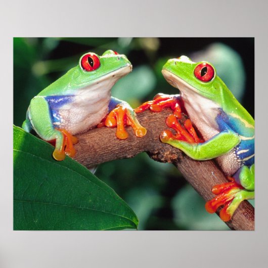 Red Eye Treefrog Pair, Agalychinis callidryas Poster (Voorkant)