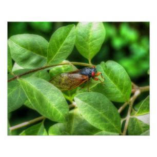 Red Eyed Cicada Perfect Poster