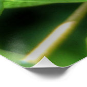 Red Eyed Cicada Perfect Poster (Hoek)