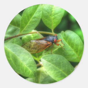 Red Eyed Cicada Ronde Sticker