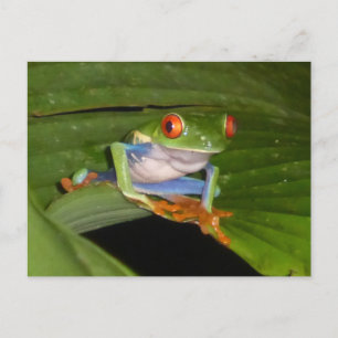 Red Eyed Gaudí Frog DIY Briefkaart