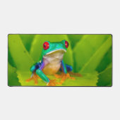 Red-eyed tree frog, Costa Rica (Recto)