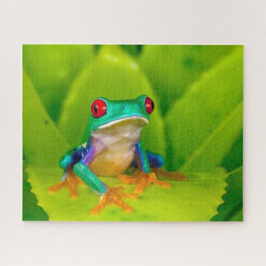 Red-eyed tree frog, Costa Rica Legpuzzel (Horizontaal)