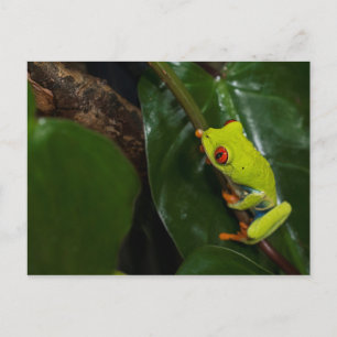 Red Eyes Frog On Stem Briefkaart
