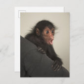 Red-faced Spider Monkey Ateles paniscus Briefkaart (Voorkant / Achterkant)