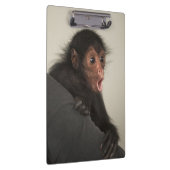 Red-faced Spider Monkey Ateles paniscus Klembord (Rechts)