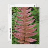 Red Fern Briefkaart (Voorkant / Achterkant)