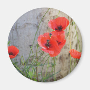Red Field Corn Poppies Magnet Magneet