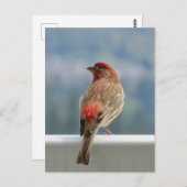 Red Finch Checking out the View. Briefkaart (Voorkant / Achterkant)