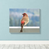 Red Finch Checking out the View. Canvas Afdruk (Insitu (Houten vloer))