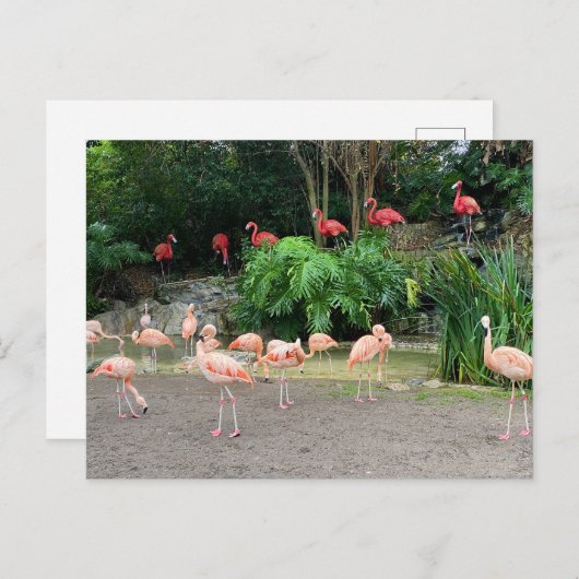 "Red Flamingos" en roze Flamingos Briefkaart (Voorkant / Achterkant)