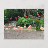 "Red Flamingos" en roze Flamingos Briefkaart (Voorkant)