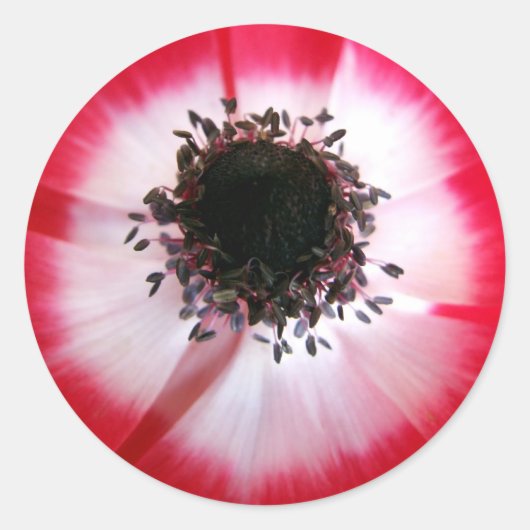 Red Flower Center Sticker (Voorkant)