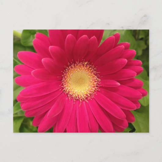 Red Flower Frameable Post Card 7x5 Briefkaart (Voorkant)