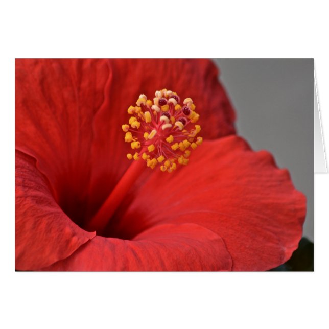 Red Flower Notecard (Voorkant Horizontaal)