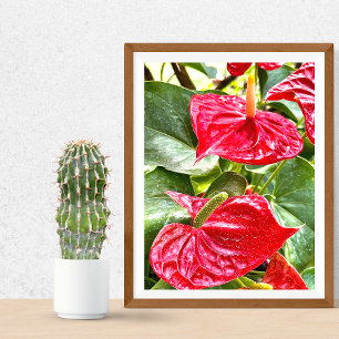 Red Flower Puerto Vallarta Poster