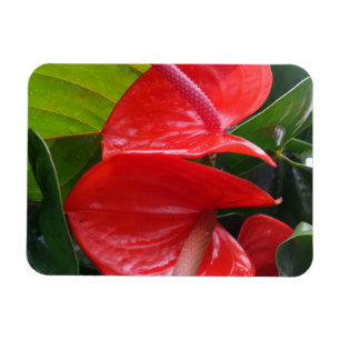 Red Flowers 3"x4" Magnet Magneet