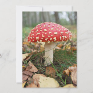 Red Fly Agaric uitnodiging