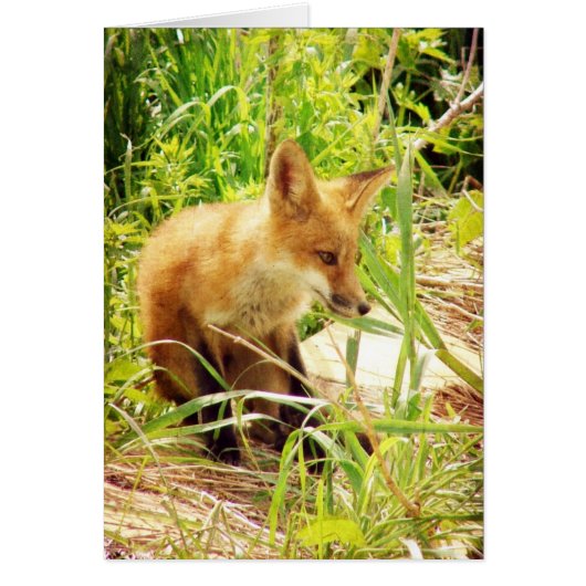 Red Fox (Voorkant)