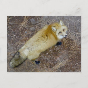 Red Fox BEARIZONA Briefkaart