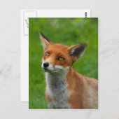 Red Fox Briefkaart (Voorkant / Achterkant)