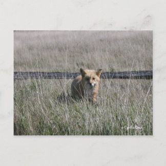Red Fox Briefkaart