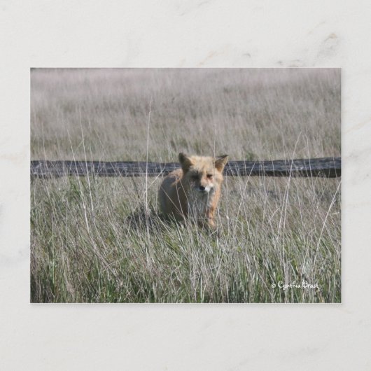 Red Fox Briefkaart (Voorkant)