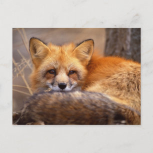 Red Fox Briefkaart