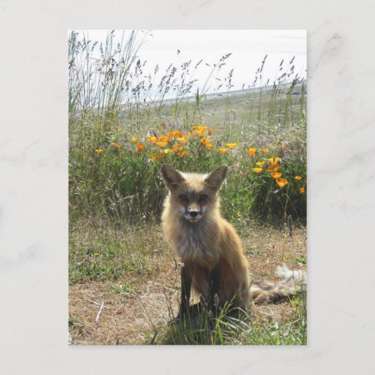 Red Fox Briefkaart (Voorkant)