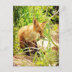 Red Fox Briefkaart